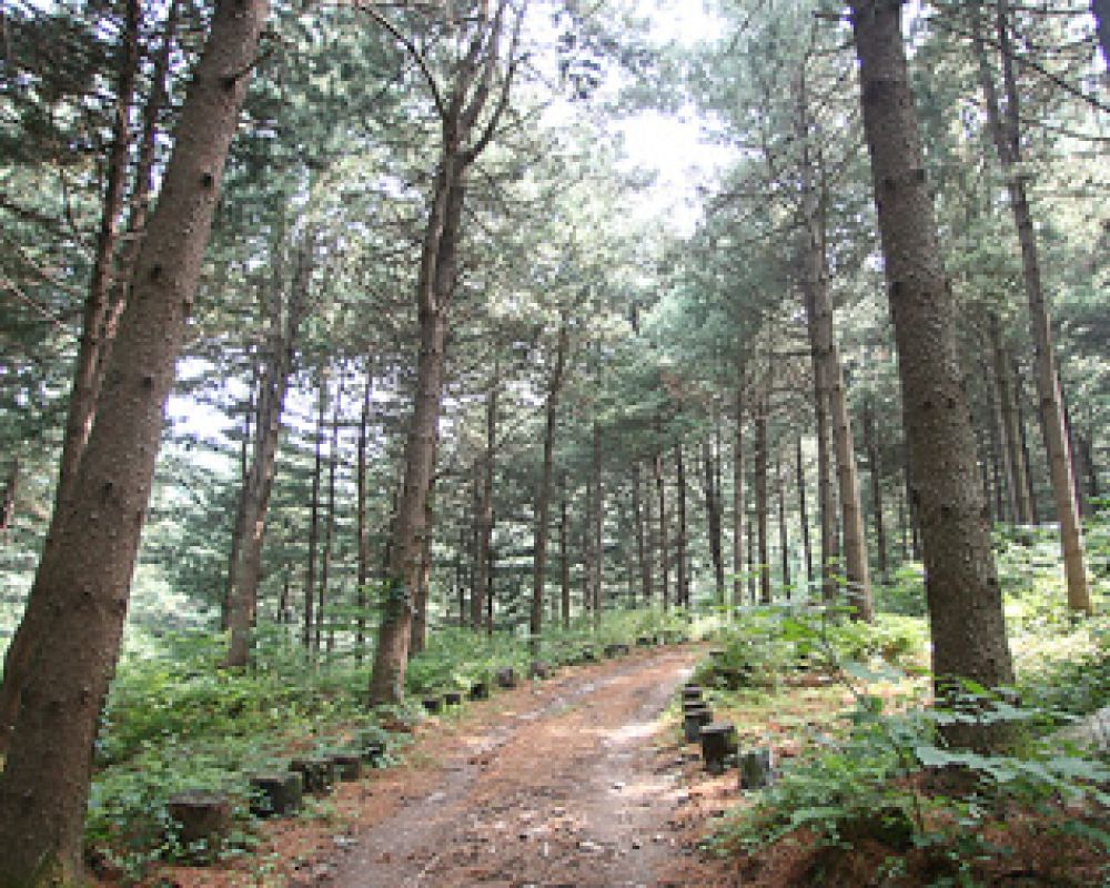산책로